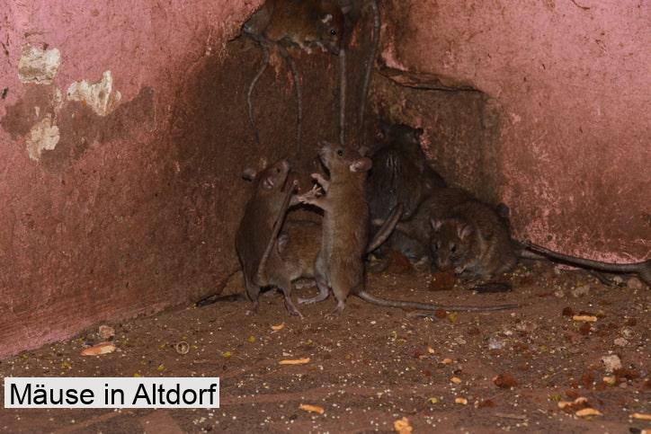 Mäuse in Altdorf